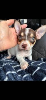 Rescue Chihuahua Dogs for Adoption in Citrus Heights, California - Chihuahua Puppies | PetCurious