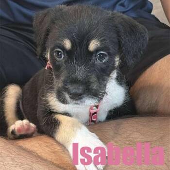 Isabella -  Terrier and Mixed Breed Dog for Adoption in Ellicott City, Maryland - Isabella | PetCurious