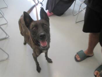 A387438 -  Dutch Shepherd Dog for Adoption in Ocala, Florida - A387438 | PetCurious