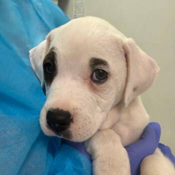 Mixed Breed Dogs Available for Adoption - Mia Winters | PetCurious