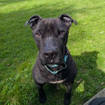 Syrius -  Mixed Breed Dog for Adoption in Ashtabula, Ohio - Syrius | PetCurious