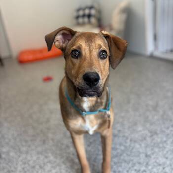 Rescue Labrador Retriever Dogs for Adoption in St. Peters, Missouri - Perry | PetCurious
