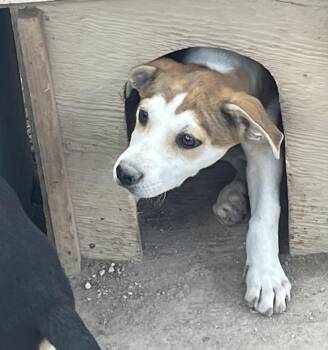 Mixed Breed Dogs Available for Adoption in Longview, Texas - Bowie | PetCurious