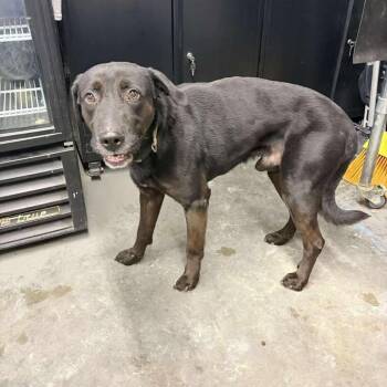 Black Labrador Retriever Dogs Available for Adoption - Roddy | PetCurious