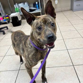 Gabriel -  Mixed Breed Dog for Adoption in Birmingham, Alabama - Gabriel | PetCurious