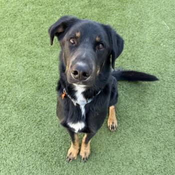 German Shepherd Dog and Bernese Mountain Dog Dogs Available for Adoption in Cody, Wyoming - Rodger | PetCurious