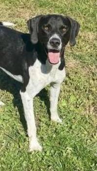 Rescue Pointer Dogs for Adoption in Glasgow, Kentucky - Bender | PetCurious