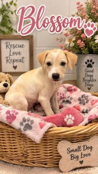 Blossom -  Mixed Breed Dog for Adoption in Rock Hill, New York - Blossom | PetCurious
