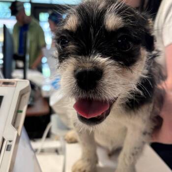 King Julian -  Mixed Breed Dog for Adoption in Allentown, Pennsylvania - King Julian | PetCurious