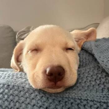 Mixed Breed Dogs Available for Adoption in West Olive, Michigan - Harmony | PetCurious