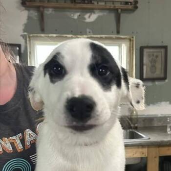 Terrier Dogs Available for Adoption in Niagara Falls, Ontario - Bandit (20260421-07) | PetCurious