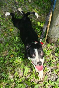 Betsy -  Mixed Breed Dog for Adoption in Saint Marys, Pennsylvania - Betsy | PetCurious