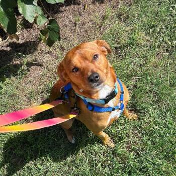 Chad -  Mixed Breed Dog for Adoption in Wantagh, New York - Chad | PetCurious