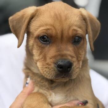 Sammy -  Labrador Retriever Dog for Adoption in Midland, Texas - Sammy | PetCurious