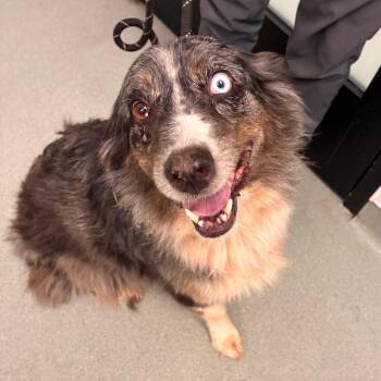Roxee -  Australian Shepherd Dog for Adoption in Portland, Oregon - Roxee | PetCurious