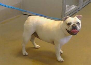 French Bulldog Dogs Available for Adoption - BIJOU | PetCurious