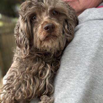 Poodle Dogs Available for Adoption in Madison, Wisconsin - Gusto | PetCurious