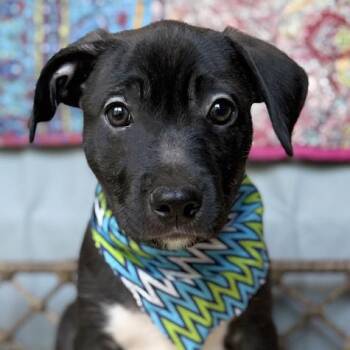 Apollo -  Black Labrador Retriever and Pit Bull Terrier Dog Available for Adoption in Oklahoma City, Oklahoma - Apollo | PetCurious