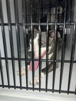 Rescue Pit Bull Terrier and Mixed Breed Dogs for Adoption in Atlanta, Georgia - 58778620 | PetCurious