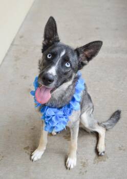 Trophy -  Husky Dog for Adoption in Mckinney, Texas - Trophy | PetCurious