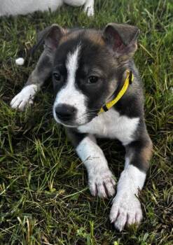 Peter -  Siberian Husky and German Shepherd Dog Dog for Adoption in Liverpool, Texas - Peter | PetCurious