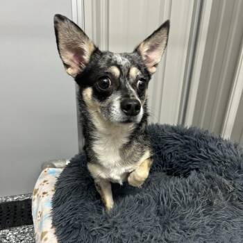 Blue -  Chihuahua Dog for Adoption in Moravia, New York - Blue | PetCurious