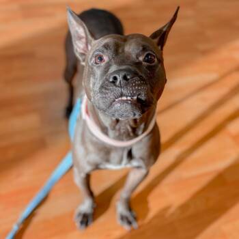 Glenda -  Mixed Breed Dog for Adoption in Springboro, Ohio - Glenda | PetCurious