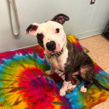 Mixed Breed Dogs Available for Adoption in Brookhaven, New York - Milo | PetCurious