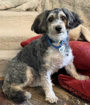 Sephora -  Shih Tzu and Poodle Dog for Adoption in Larkfield-wikiup, California - Sephora | PetCurious