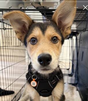 Rescue Shepherd and Cattle Dog Dogs for Adoption in Denver, Colorado - Mr. Grapes | PetCurious