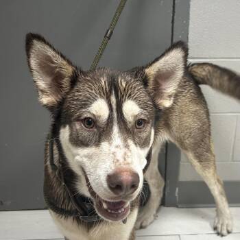 Olie -  Husky Dog for Adoption in Lufkin, Texas - Olie | PetCurious