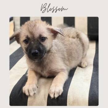 BLOSSOM -  Shepherd and Mixed Breed Dog for Adoption in San Juan Capistrano, California - BLOSSOM | PetCurious