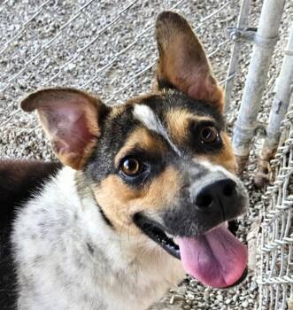 Rescue Beagle and Border Collie Dogs for Adoption in Paris, Kentucky - River | PetCurious