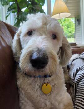 Millie 26-139 and Hamm 26-140 -  Sheepadoodle and Goldendoodle Dog for Adoption in Minnetonka, Minnesota - Millie 26-139 And Hamm 26-140 | PetCurious