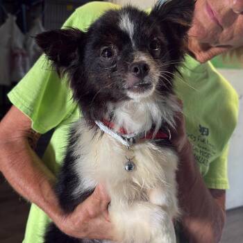 Chihuahua Dogs Available for Adoption in Tampa, Florida - Yankee | PetCurious