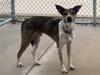Apollo -  Terrier Dog for Adoption in Mason City, Iowa - Apollo | PetCurious
