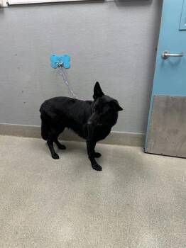 DALIDA -  German Shepherd Dog Dog for Adoption in Las Vegas, Nevada - DALIDA | PetCurious