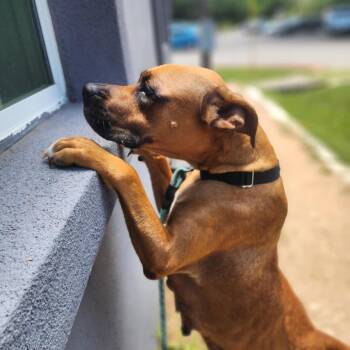Boxer and Mixed Breed Dogs Available for Adoption in Austin, Texas - Mildred | PetCurious
