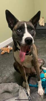 Zoey -  Husky Dog for Adoption in Harrodsburg, Kentucky - Zoey | PetCurious