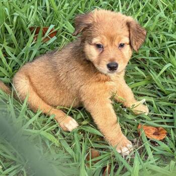 Wave -  Australian Shepherd and Mixed Breed Dog for Adoption in Pelham, New Hampshire - Wave | PetCurious