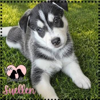 Suellen -  Husky Dog for Adoption in Gilbert, Arizona - Suellen | PetCurious
