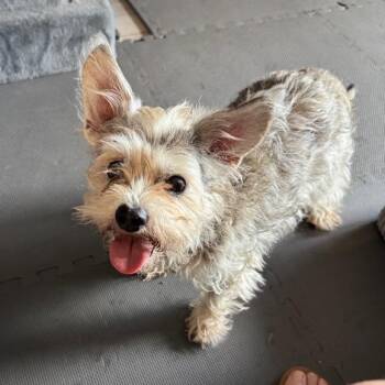 Schnauzer Dogs Available for Adoption in Jacksonville, Florida - Maiya | PetCurious