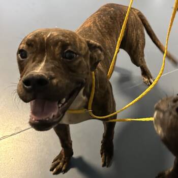 John Doe -  Pit Bull Terrier and Mixed Breed Dog for Adoption in Greensboro, North Carolina - John Doe | PetCurious