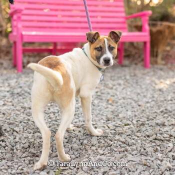 Hound Dogs Available for Adoption - Dug | PetCurious