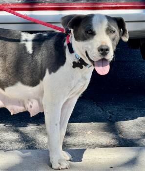 American Staffordshire Terrier Dogs Available for Adoption - Nala | PetCurious