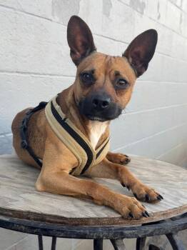 Buster Brown -  Terrier Dog for Adoption in Anderson, California - Buster Brown | PetCurious