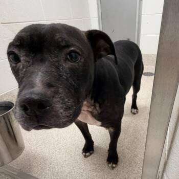 Twinkle -  Pit Bull Terrier Dog for Adoption in Horn Lake, Mississippi - Twinkle | PetCurious