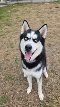 Rescue Husky Dogs for Adoption in Providence, Rhode Island - Jasper | PetCurious