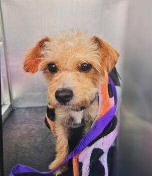 BUKE -  Cairn Terrier Dog for Adoption in Rancho Cucamonga, California - BUKE | PetCurious