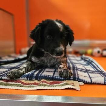 MacDonald -  Cattle Dog and Mixed Breed Dog for Adoption in Kansas City, Missouri - MacDonald | PetCurious